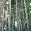 Henon Giant Gray Bamboo - Phyllostachys Nigra 'Henon' - 3 Gallon Pot (4-6') -Plantify Shop phyllostachys nigra henon giant timber bamboo 100