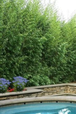 Red Margin Bamboo - Phyllostachys Rubromarginata - 3 Gallon Pot (2-4' HT)