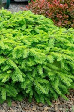 Bird's Nest Spruce (Picea Abies 'Nidiformis') - 1 Gallon Pot -Plantify Shop picea abies nidiformis birds nest norway spruce 1 1