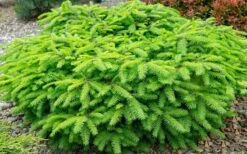 Bird's Nest Spruce (Picea Abies 'Nidiformis') - 1 Gallon Pot -Plantify Shop picea abies nidiformis birds nest norway spruce 2 1