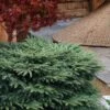 Bird's Nest Spruce (Picea Abies 'Nidiformis') - 1 Gallon Pot -Plantify Shop picea abies nidiformis birds nest norway spruce 8 1