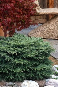Bird's Nest Spruce (Picea Abies 'Nidiformis') - 2 Gallon Pot