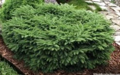 Bird's Nest Spruce (Picea Abies 'Nidiformis') - 2 Gallon Pot -Plantify Shop picea abies nidiformis birds nest norway spruce 9