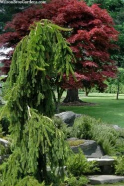 Weeping Norway Spruce (Picea Abies 'Pendula') - 2 Gallon Pot -Plantify Shop picea abies pendula weeping norway spruce 10