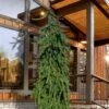 Weeping Norway Spruce (Picea Abies 'Pendula') - 5 Gallon Pot -Plantify Shop picea abies pendula weeping norway spruce 4 1