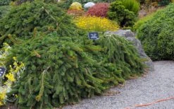 Weeping Norway Spruce (Picea Abies 'Pendula') - 5 Gallon Pot -Plantify Shop picea abies pendula weeping norway spruce 6 1
