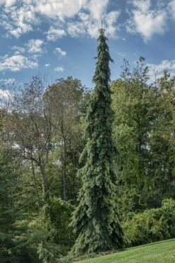 Weeping White Spruce (Picea Glauca 'Pendula') - 5 Gallon Pot -Plantify Shop picea glauca pendula weeping white spruce 21