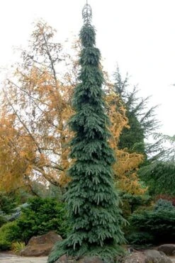 Weeping White Spruce (Picea Glauca 'Pendula') - 5 Gallon Pot -Plantify Shop picea glauca pendula weeping white spruce 3