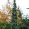 Weeping White Spruce (Picea Glauca 'Pendula') - 5 Gallon Pot -Plantify Shop picea glauca pendula weeping white spruce 30