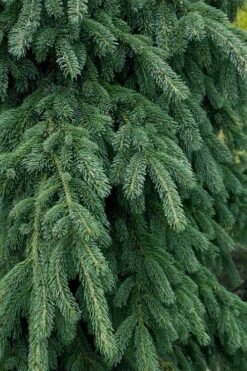 Weeping White Spruce (Picea Glauca 'Pendula') - 1 Gallon Pot -Plantify Shop picea glauca pendula weeping white spruce 4 1