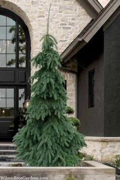 Weeping White Spruce (Picea Glauca 'Pendula') - 5 Gallon Pot -Plantify Shop picea glauca pendula weeping white spruce 7