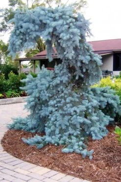 The Blues Colorado Spruce (Picea Pungens) - 6 Gallon Pot (4-5') -Plantify Shop picea pungens the blues colorado blue spruce 10