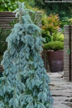 The Blues Colorado Spruce (Picea Pungens) - 6 Gallon Pot (2-3') -Plantify Shop picea pungens the blues colorado blue spruce 100