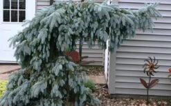 The Blues Colorado Spruce (Picea Pungens) - 6 Gallon Pot (4-5') -Plantify Shop picea pungens the blues colorado blue spruce 4