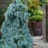 The Blues Colorado Spruce (Picea Pungens) - 6 Gallon Pot (2-3') -Plantify Shop picea pungens the blues colorado blue spruce 7 1