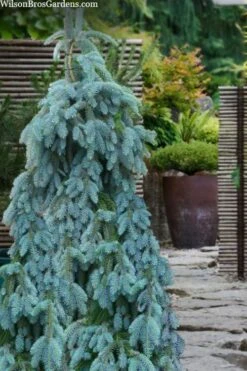 The Blues Colorado Spruce (Picea Pungens) - 6 Gallon Pot (2-3')