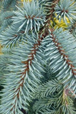 The Blues Colorado Spruce (Picea Pungens) - 6 Gallon Pot (4-5') -Plantify Shop picea pungens the blues colorado blue spruce 9