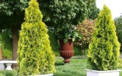 Highlights Arborvitae Thuja Janed Gold - 1 Gallon Pot -Plantify Shop picture arborvitaejanedgold 2 2