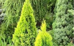 Highlights Arborvitae Thuja Janed Gold - 1 Gallon Pot -Plantify Shop picture arborvitaejanedgold 3