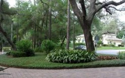 Asian Jasmine - Asiatic Jasmine - 18 Count Flat Of Pint Pots -Plantify Shop picture asian jasmine 8 1