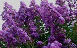 Twilight Purple Crape Myrtle - 7 Gallon Pot (5-6') -Plantify Shop picture crape myrtle twilight 1 2