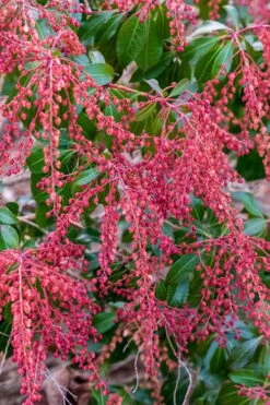 Dorothy Wycoff Pieris - 3 Gallon Pot -Plantify Shop pieris japonica dorothy wycoff 4