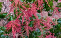 Dorothy Wycoff Pieris - 3 Gallon Pot -Plantify Shop pieris japonica dorothy wycoff 5