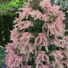 Dorothy Wycoff Pieris - 3 Gallon Pot -Plantify Shop pieris japonica dorothy wycoff 9