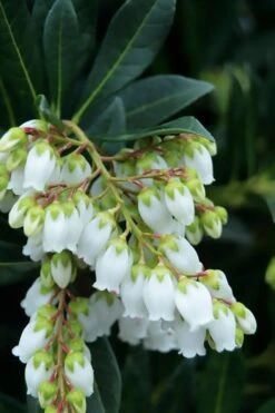 Southern Lady Pieris - 3 Gallon Pot -Plantify Shop pieris japonica southern lady 1
