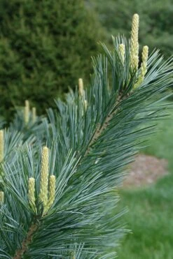 Vanderwolf's Pyramid Limber Pine (Pinus Flexilis) - 7 Gallon Pot -Plantify Shop pinus flexilis vanderwolfs pyramid limber pine 3 2