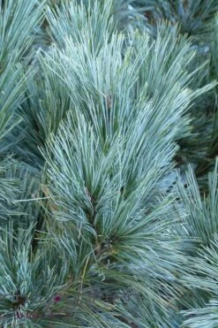 Vanderwolf's Pyramid Limber Pine (Pinus Flexilis) - 1 Gallon Pot -Plantify Shop pinus flexilis vanderwolfs pyramid limber pine 4