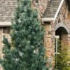 Vanderwolf's Pyramid Limber Pine (Pinus Flexilis) - 7 Gallon Pot -Plantify Shop pinus flexilis vanderwolfs pyramid limber pine 5 2