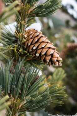 Vanderwolf's Pyramid Limber Pine (Pinus Flexilis) - 7 Gallon Pot -Plantify Shop pinus flexilis vanderwolfs pyramid limber pine 6 2