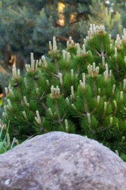 Dwarf Swiss Mountain Pine (Pinus Mugo 'Pumilio') - 2 Gallon Pot -Plantify Shop pinus mugo pumilio dwarf swiss mountain pine 3