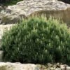 Dwarf Swiss Mountain Pine (Pinus Mugo 'Pumilio') - 2 Gallon Pot -Plantify Shop pinus mugo pumilio dwarf swiss mountain pine 5