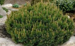 Dwarf Swiss Mountain Pine (Pinus Mugo 'Pumilio') - 2 Gallon Pot -Plantify Shop pinus mugo pumillo dwarf swiss mountain pine 1