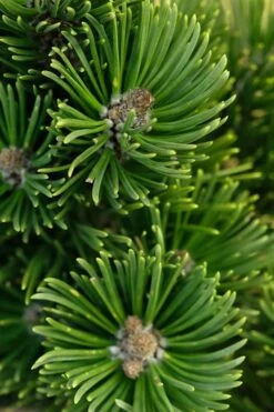 Sherwood Compact Mugo Pine Single Trunk Topiary Tree - 2 Gallon Pot -Plantify Shop pinus mugo sherwood compact mountain pine 1