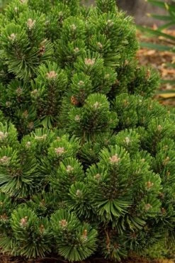 Sherwood Compact Mugo Pine Single Trunk Topiary Tree - 2 Gallon Pot -Plantify Shop pinus mugo sherwood compact mountain pine 2