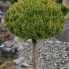 Slowmound Mugo Pine Single Trunk Topiary Tree - 2 Gallon Pot -Plantify Shop pinus mugo slowmound dwarf mugo pine topiary tree 4