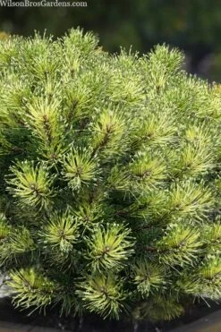 Sunshine Mugo Pine - 2 Gallon Pot -Plantify Shop pinus mugo sunshine mugo pine 10