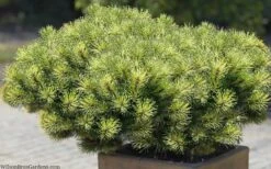 Sunshine Mugo Pine - 2 Gallon Pot -Plantify Shop pinus mugo sunshine mugo pine 11
