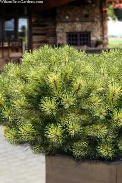 Sunshine Mugo Pine - 2 Gallon Pot -Plantify Shop pinus mugo sunshine mugo pine 15