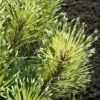 Sunshine Mugo Pine - 2 Gallon Pot -Plantify Shop pinus mugo sunshine mugo pine 4