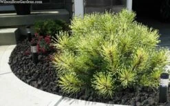 Sunshine Mugo Pine - 2 Gallon Pot -Plantify Shop pinus mugo sunshine mugo pine 6