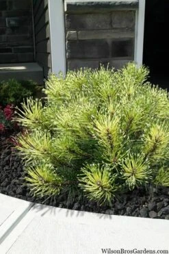 Sunshine Mugo Pine - 2 Gallon Pot -Plantify Shop pinus mugo sunshine mugo pine 7