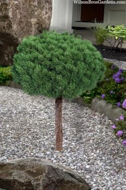 Valley Cushion Mugo Pine Single Trunk Topiary Tree - 1 Gallon Pot -Plantify Shop pinus mugo valley cushion mugo pine single trunk topiary tree 4