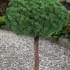 Valley Cushion Mugo Pine Single Trunk Topiary Tree - 1 Gallon Pot -Plantify Shop pinus mugo valley cushion mugo pine single trunk topiary tree 5