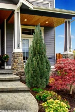 Frank's Columnar Austrian Black Pine (Pinus Nigra) - 6 Gallon Pot -Plantify Shop pinus nigra frank columnar austrian pine 3