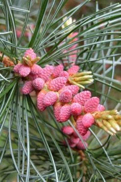 Japanese White Pine (Pinus Parviflora 'Glauca') - 5 Gallon Pot -Plantify Shop pinus parviflora glauca japanese white pine 10