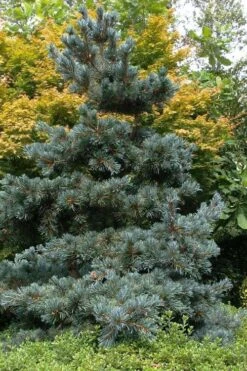 Japanese White Pine (Pinus Parviflora 'Glauca') - 5 Gallon Pot -Plantify Shop pinus parviflora glauca japanese white pine 11